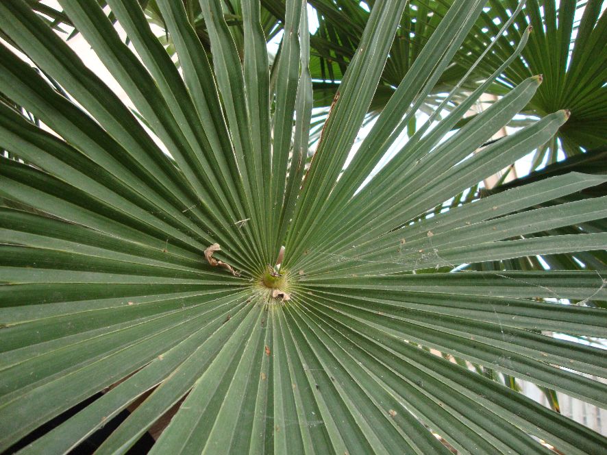 Herschaalde kopie van trachycarpus fortunei winsan 004.jpg