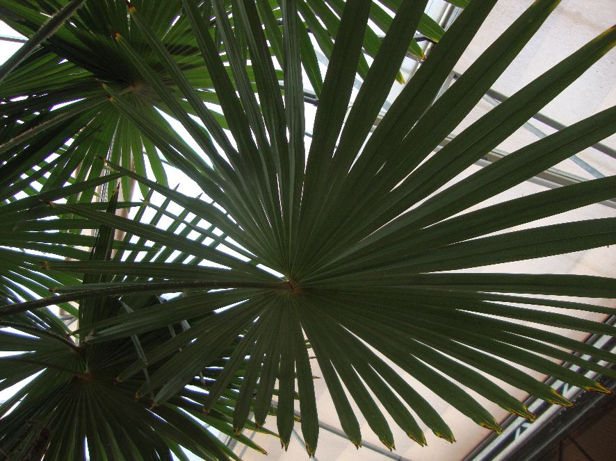 Herschaalde kopie van trachycarpus fortunei winsan 002.jpg