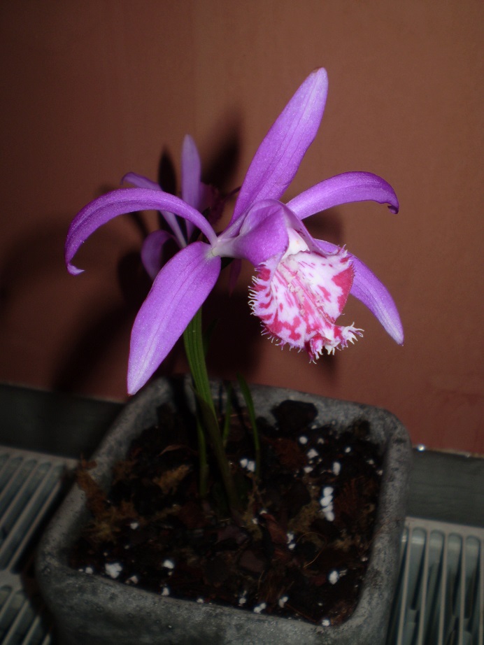 Pleione 1.JPG