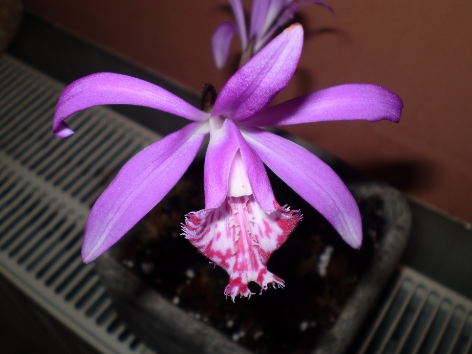 Pleione 1a.JPG