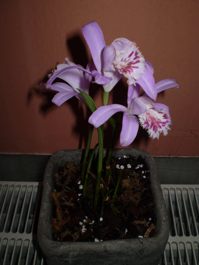 Pleione 2.JPG