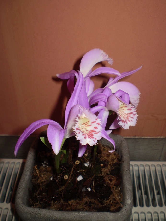 Pleione3.JPG