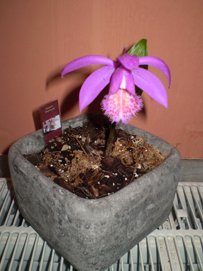 Pleione shantung.JPG