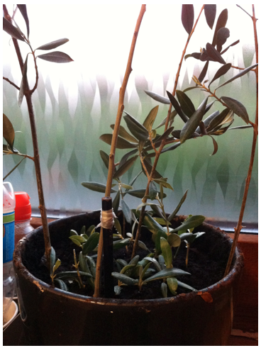 Schermafbeelding 2013-06-05 om 08.05.32.png