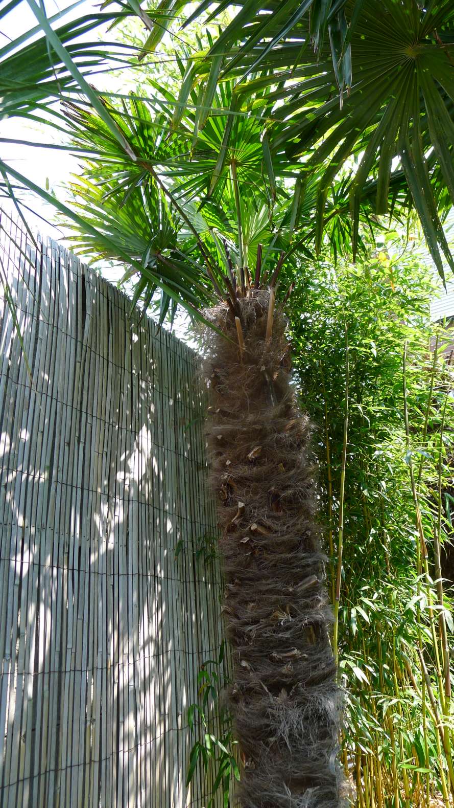 wagy kleine bladeren.jpg