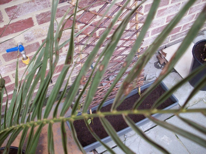 Herschaalde kopie van Phoenix-schimmel 001.jpg