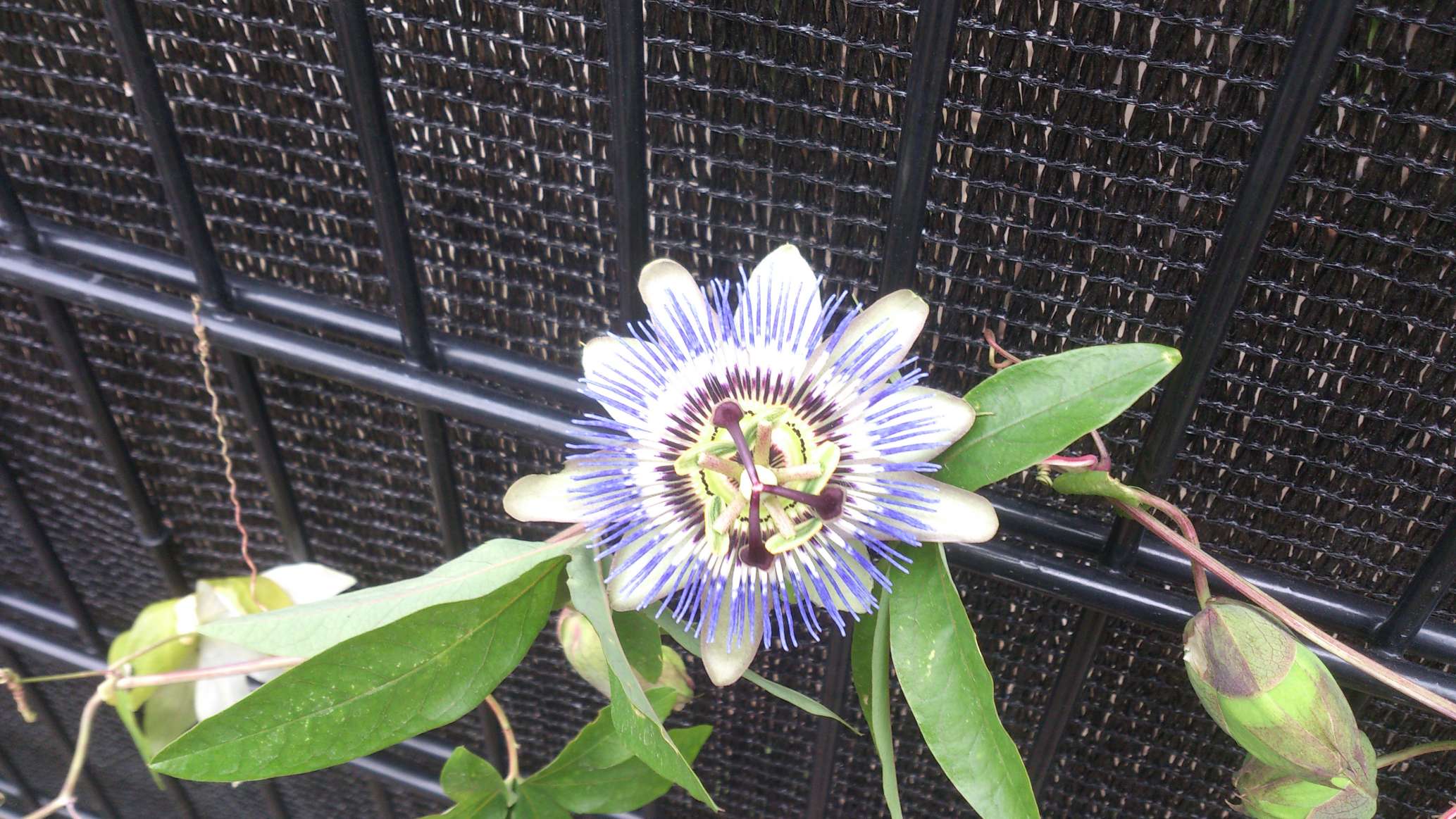 2013-06-10 13.50.22-K290.jpg