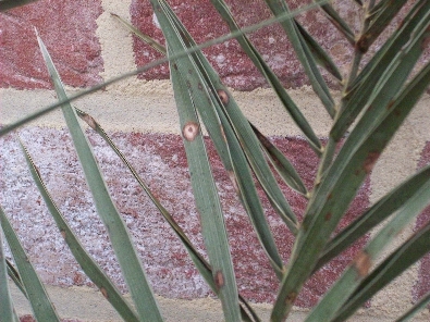 Herschaalde kopie van Phoenix-schimmel 003.jpg