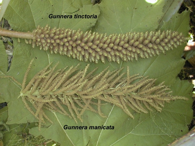 Gunnera_flowers (800 x 600).jpg