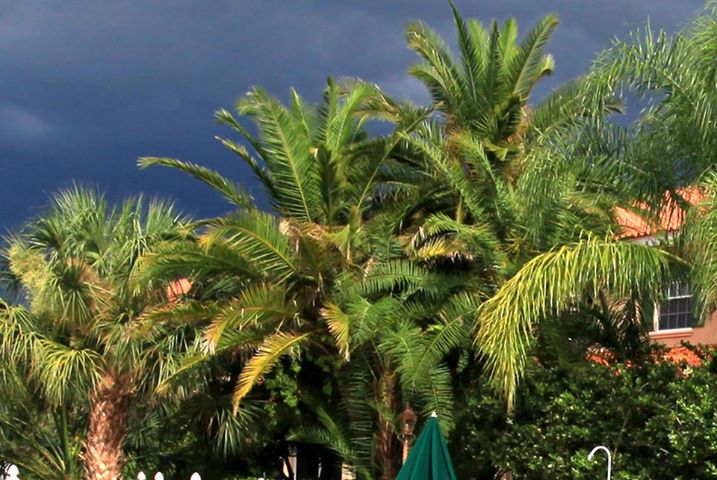 palm.jpg