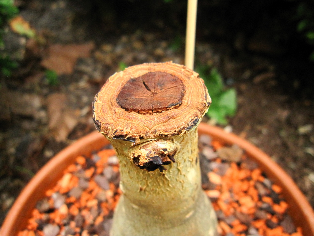 JatrophaPodagriaGeel.JPG