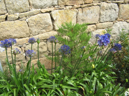 agapanthus.jpg