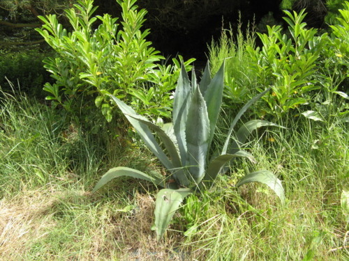 agave.jpg