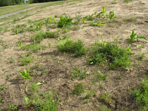 paarse bloemen.jpg