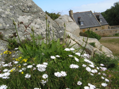 spaanse magrieten en agaphantus.jpg