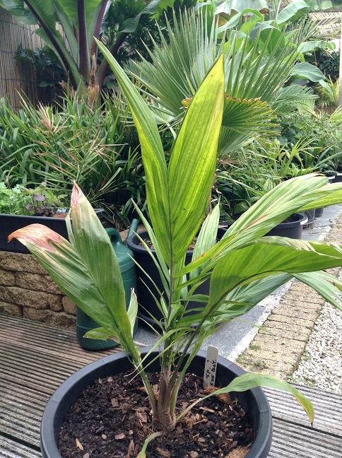 palm onbekend A.jpg