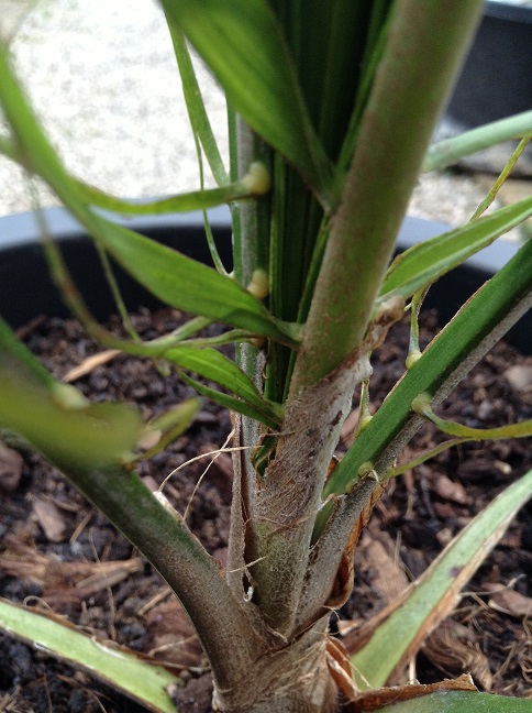 Palm onbekend B.jpg