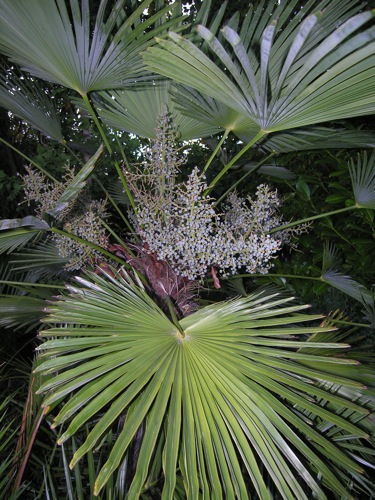Trachycarpus_wagnerianus.jpg