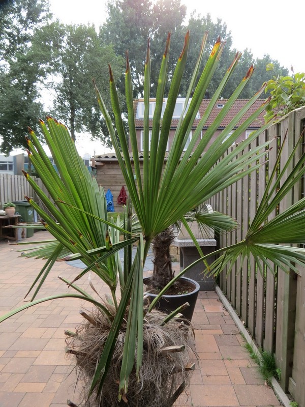 palm (1).jpg