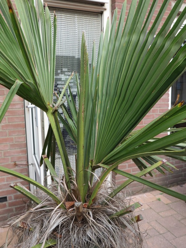 palm (4).jpg