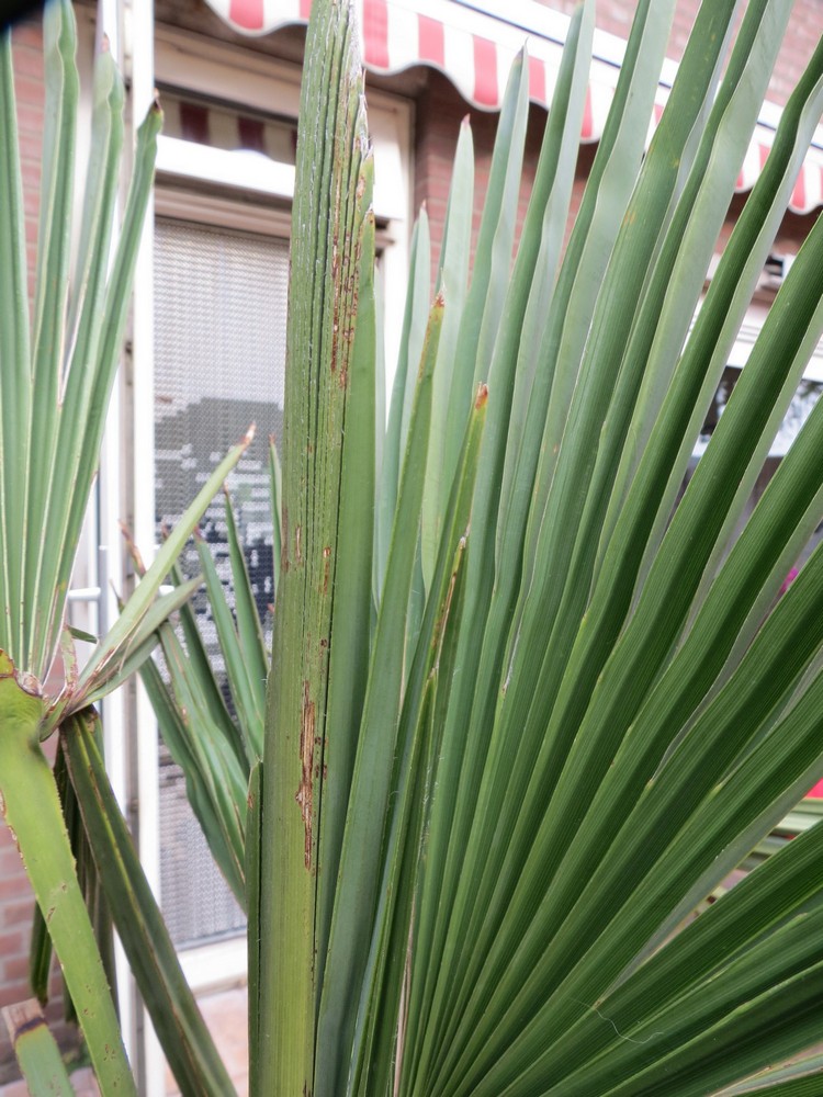 palm (5).jpg