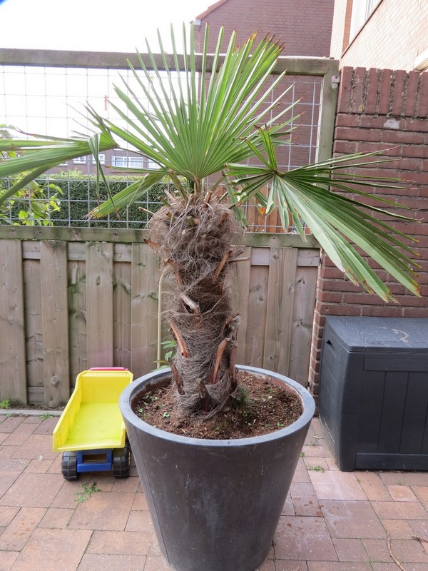 palm (7).jpg