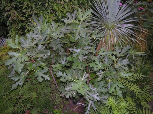 Ficus_carica'IceCrystal".jpg