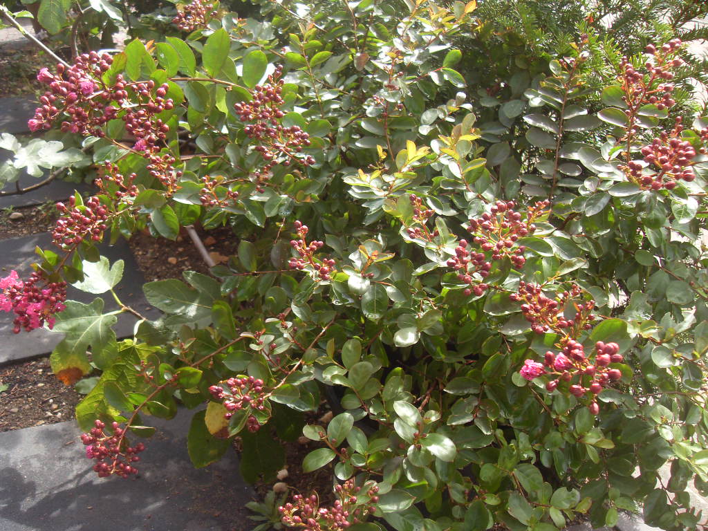 SDC12328.JPG