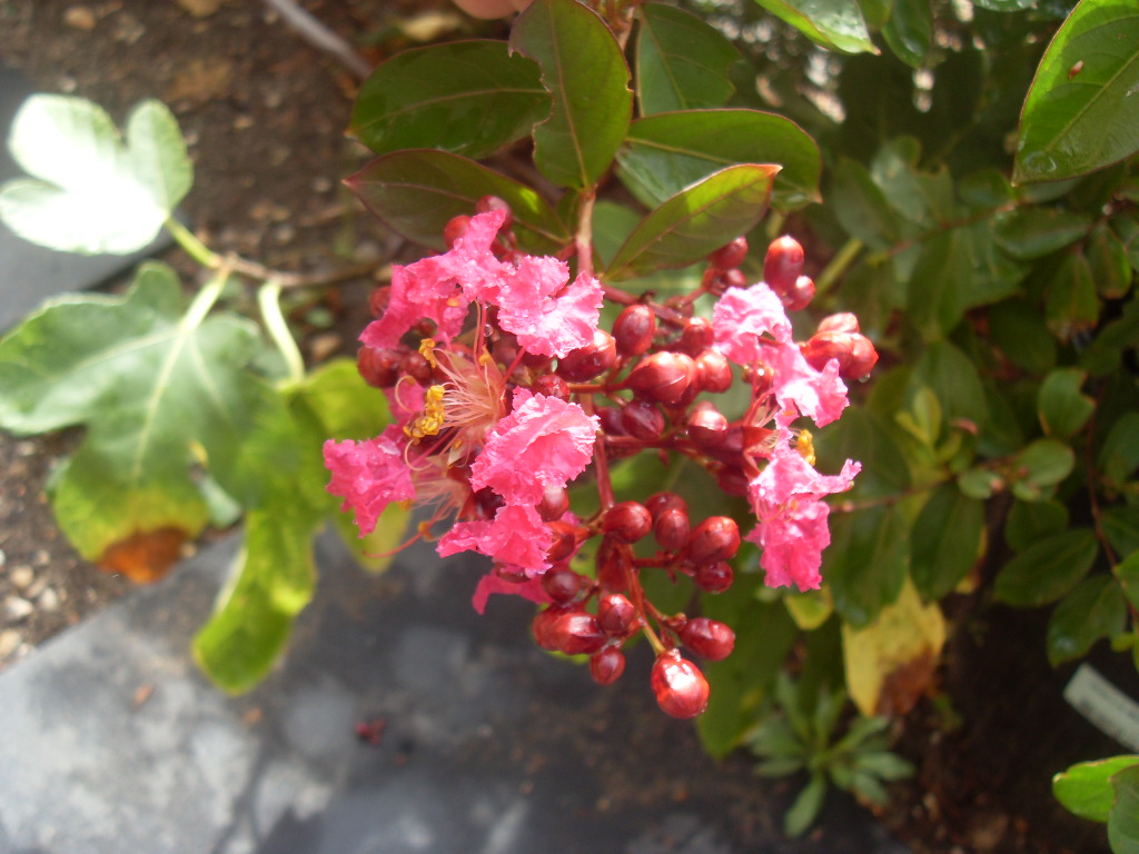 SDC12329.JPG