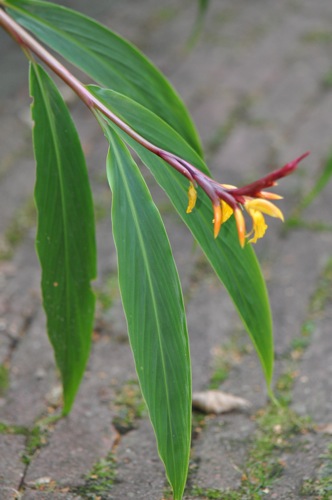 Cautleya_spicata.jpg