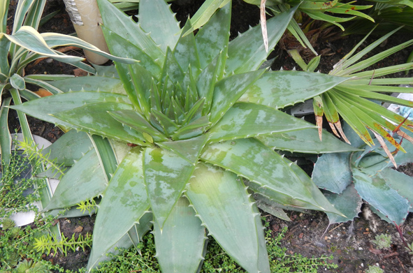 DSCN1378.JPG