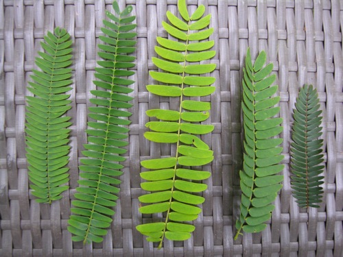 Albizia-sp.jpg