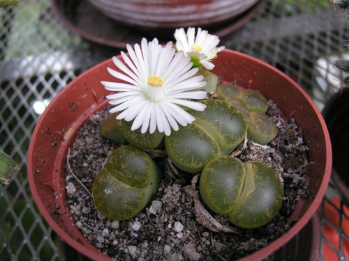 Lithops1.jpg