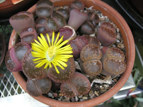 Lithops2.jpg