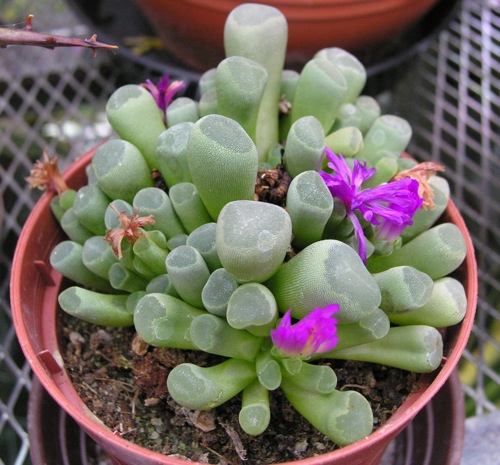 Conophytum.jpg
