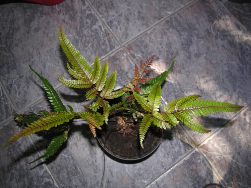 Pteris_tricolor.jpg