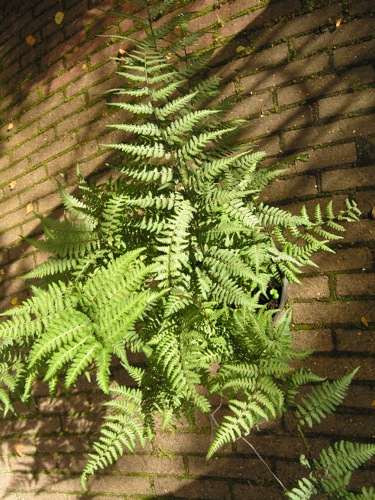 Athyrium_cv.jpg