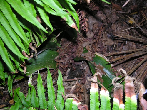 Aspidistra-Egelnest.jpg