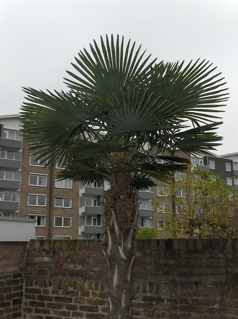 Trachy nov 2013.jpg