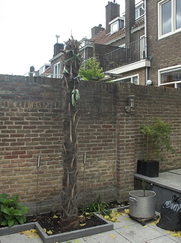 Trachy juni 2012.jpg