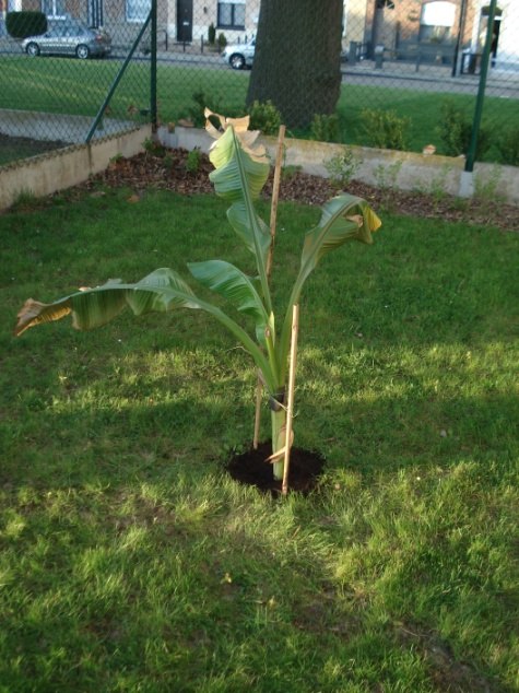 Ensete v. Maurelli 201004.JPG