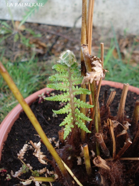 Dicksonia a. 201004.JPG