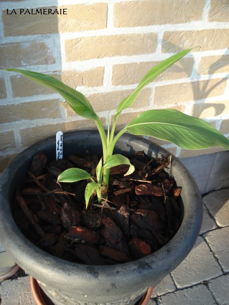Musa ornata 201004.JPG