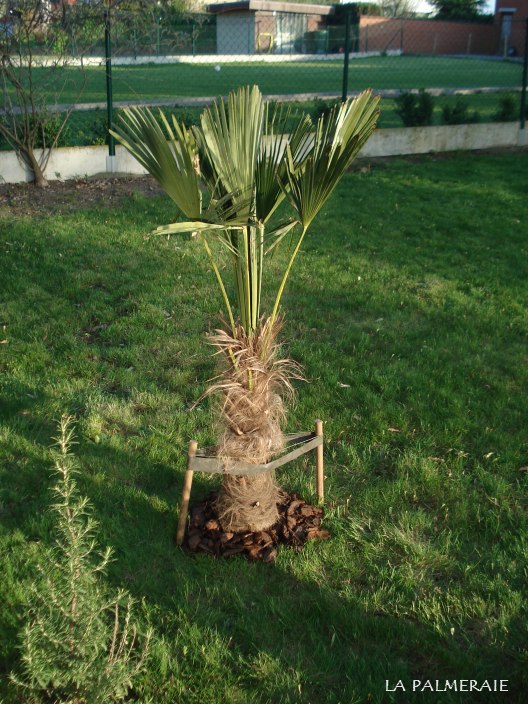 Trachycarpus wagnerianus 201004.JPG