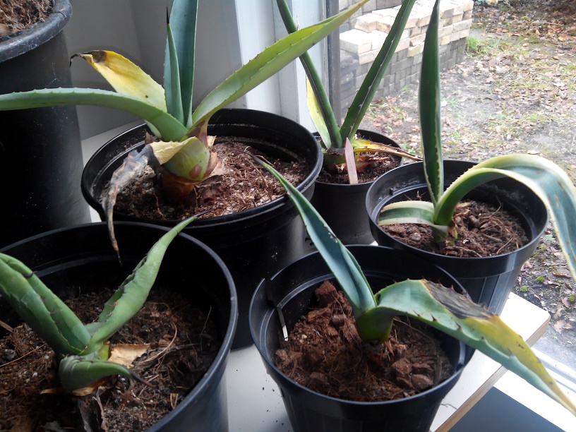 agave aloe.jpg