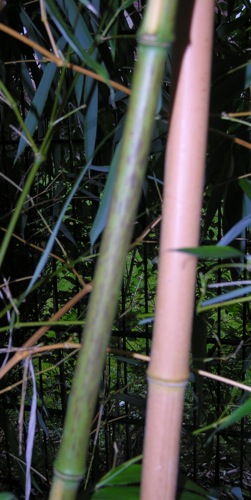Phylostachys_vivax_'Huanwenzu'.jpg