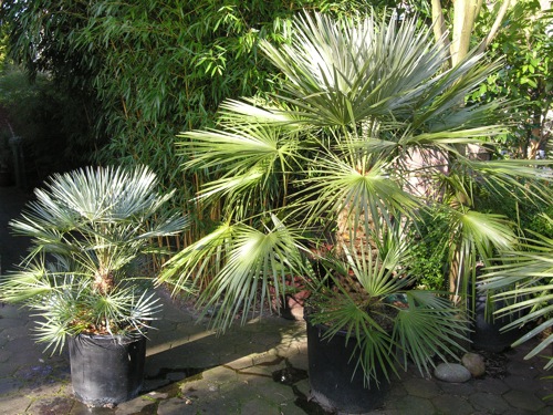 Chamaerops_humilis.jpg