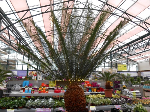 Cycas_panzhihuaensis.jpg