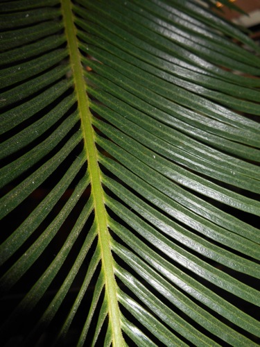Cycas_panzhihuaensis'.jpg