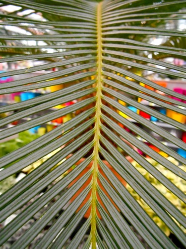 Cycas_revoluta.jpg